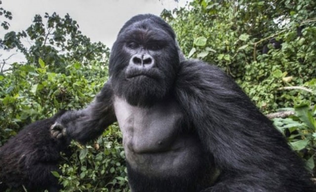 10 фото, которые могли стоить фотографам жизни