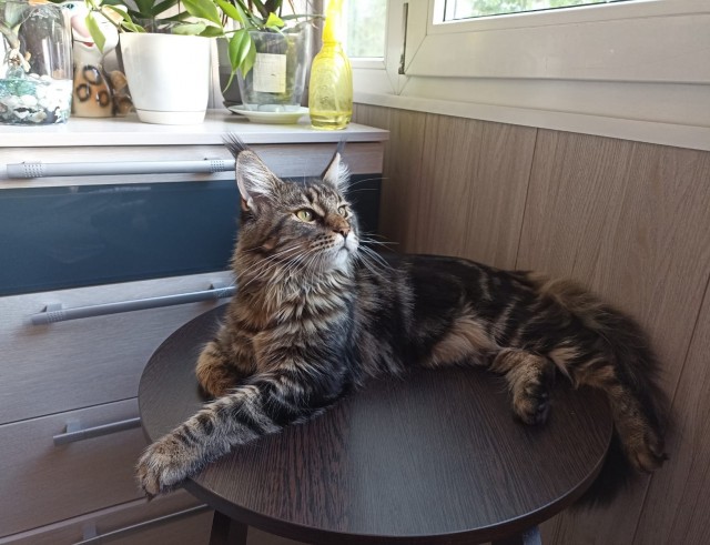 Кошка