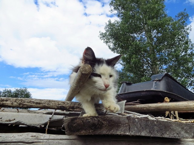 Деревенские, милые, шерстяные