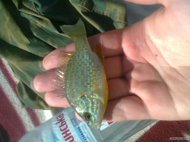 Моя первая рыбалка...