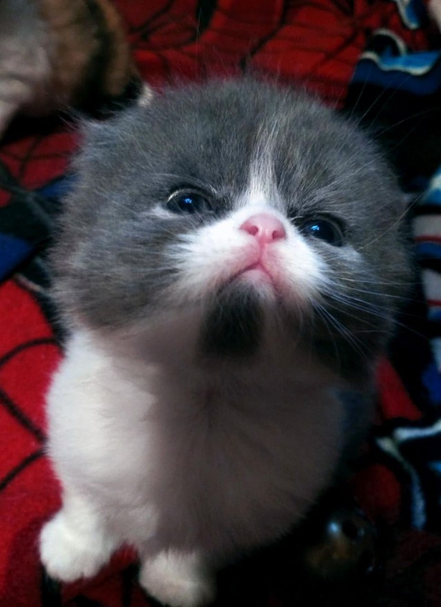 На котовторник