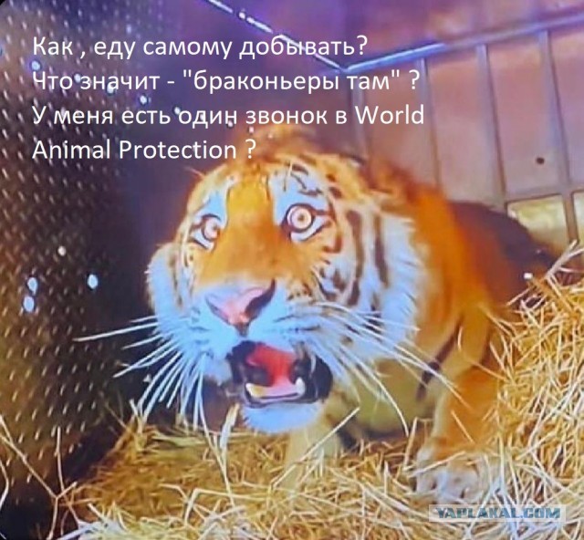 Зоозащитники засняли лицо тигра, которого выпускают на волю в джунгли