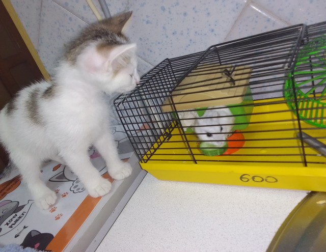 Немного милоты в котовторник