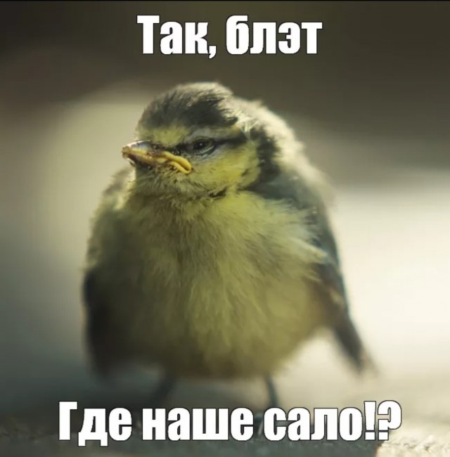 А я птиц так кормлю