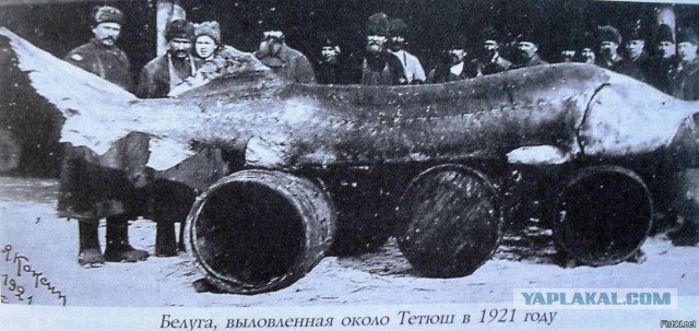 Самые большие речные рыбы в России