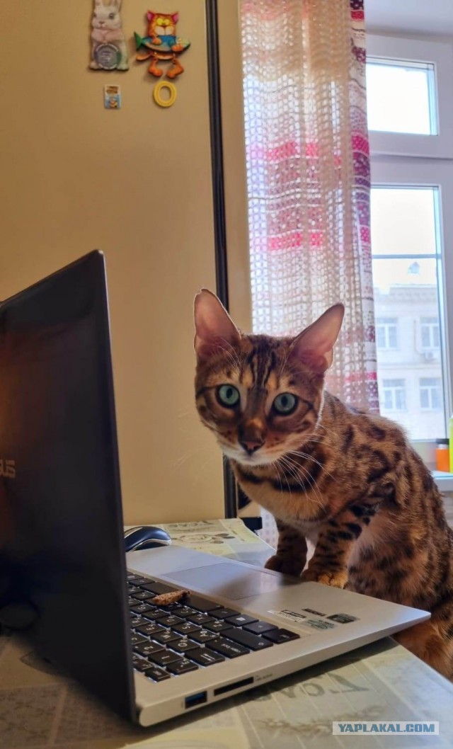 Котовторник