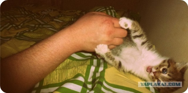 Котовторник 16.04.2013