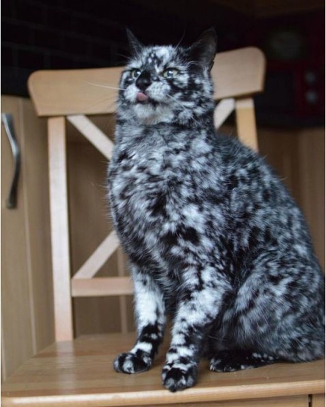 Не только котовторник, а еще и Всемирный день кошек!
