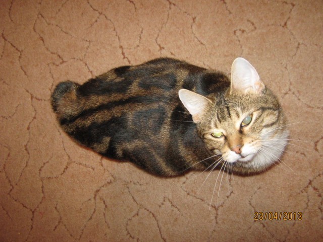 Котовторник 23.04.2013
