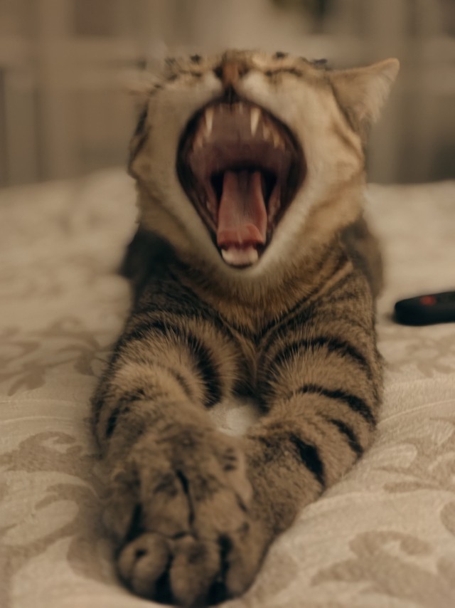Кошачьи выкрутасы