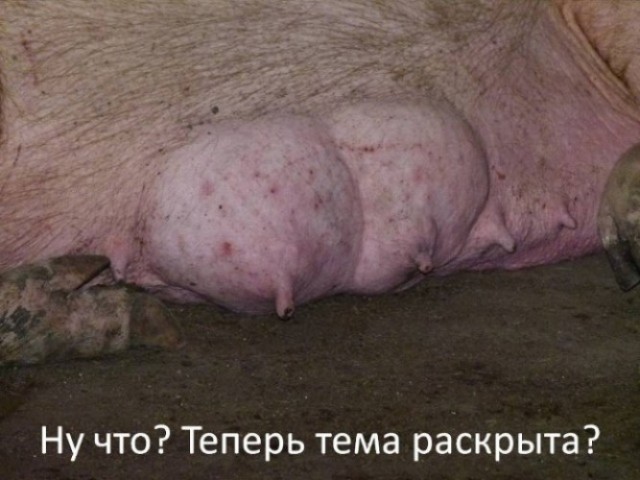 Веселая ферма: куча новостей!