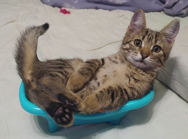 Всех с котовторником