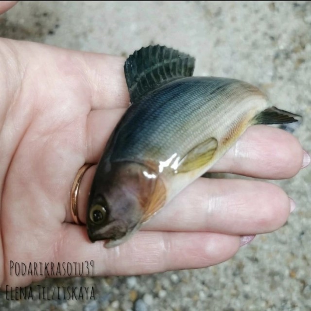 Рыбов показываю