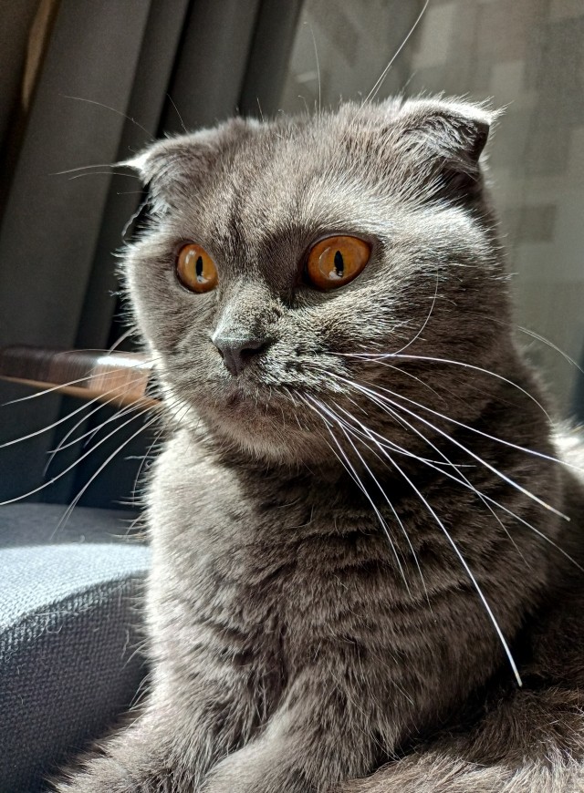 С Котовторником!