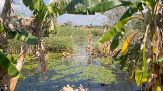 Как производство бананового вина изменило жизнь женщин на севере Малави