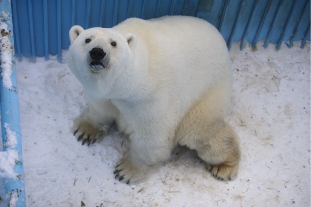 Китайские авто в России могут вновь взлететь в цене