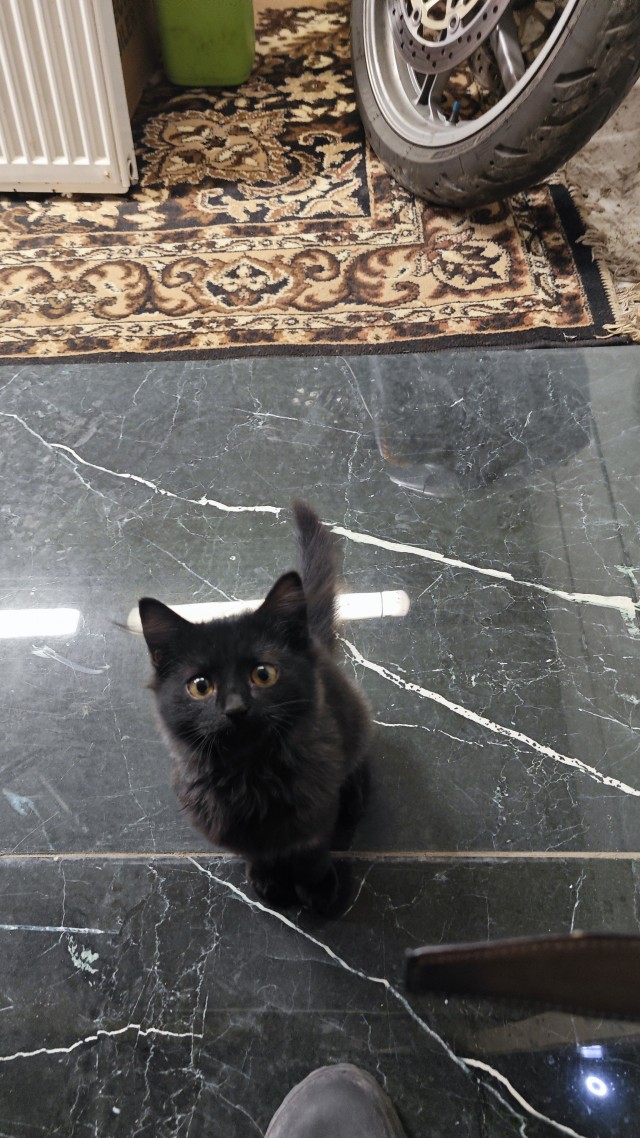 Про кота.