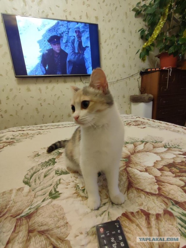 Срочно нужен совет. Почти вторник.