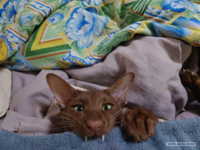 гамак котам, на окно.