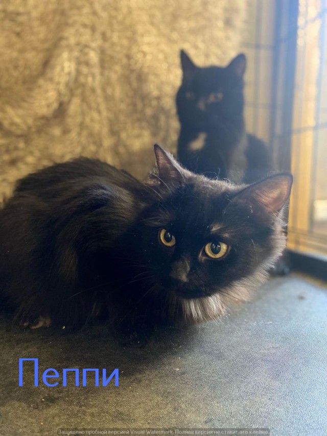 Жизнь домашнего приюта "Котоленд" 543