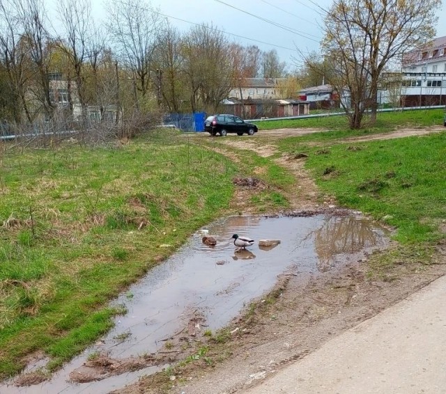 Дикие селезень и уточка поселились у меня под окнами