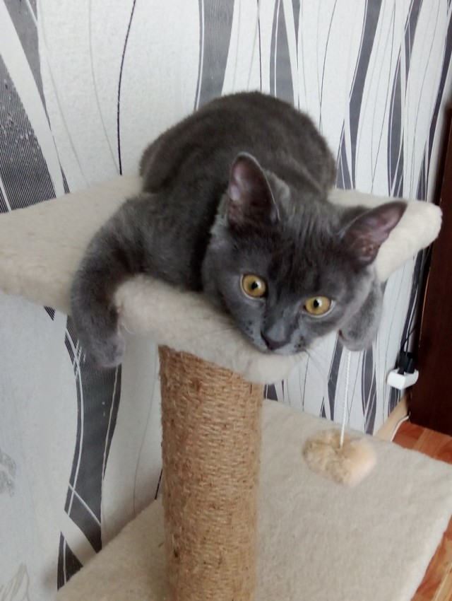 Котовторник. Зифи
