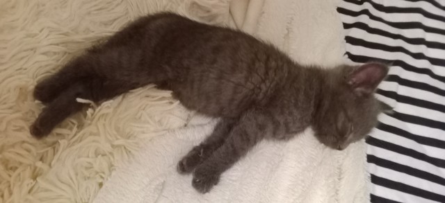 Кот в котовторник