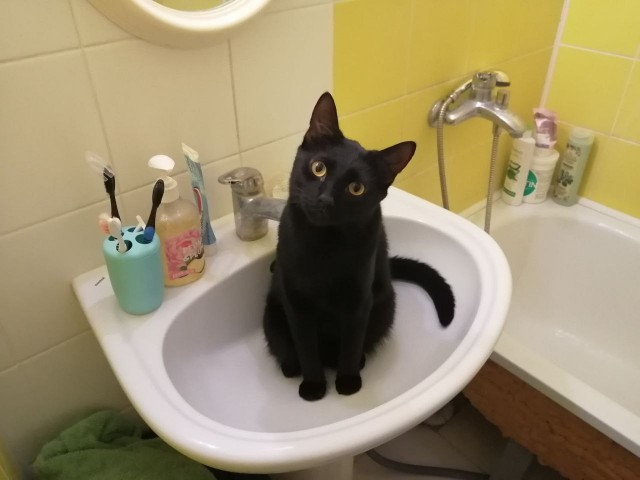 Котовторник#