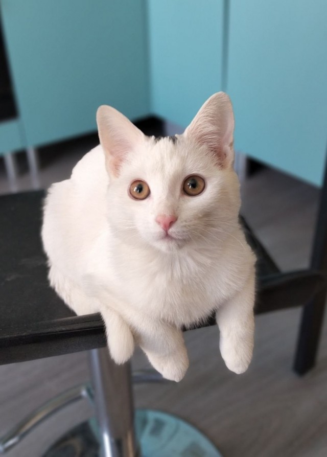 Котовторник. Начало