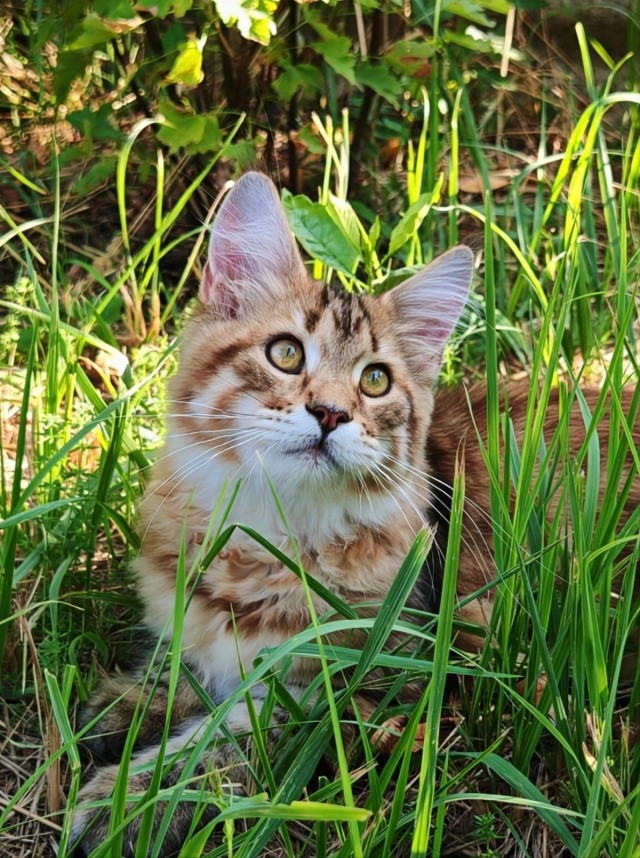 Завтра же котовторник