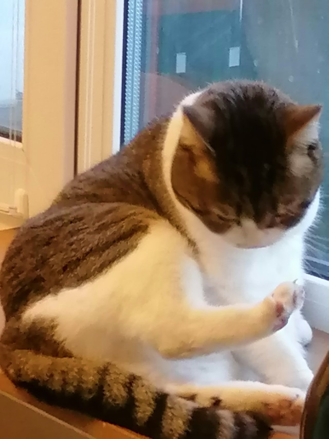 Котовторник