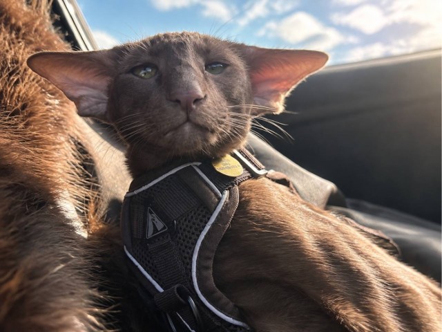 Растягиваем кота