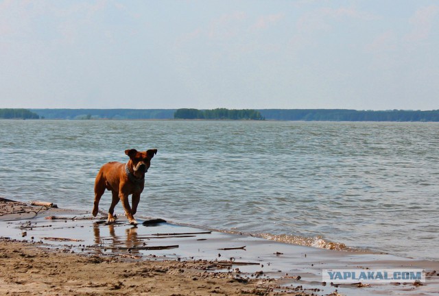 Собакочетверг на 02.01.2014