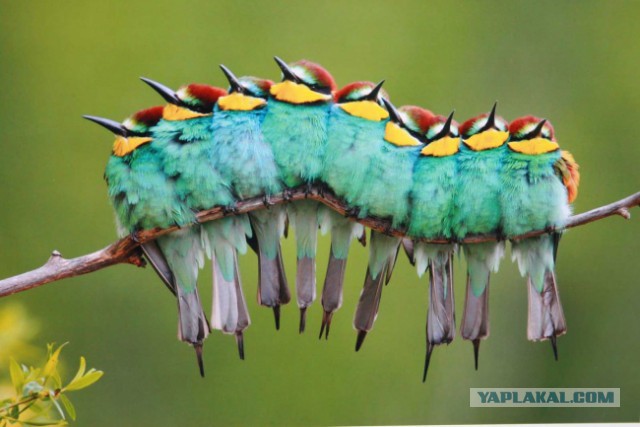30 самых удачных фотографий января