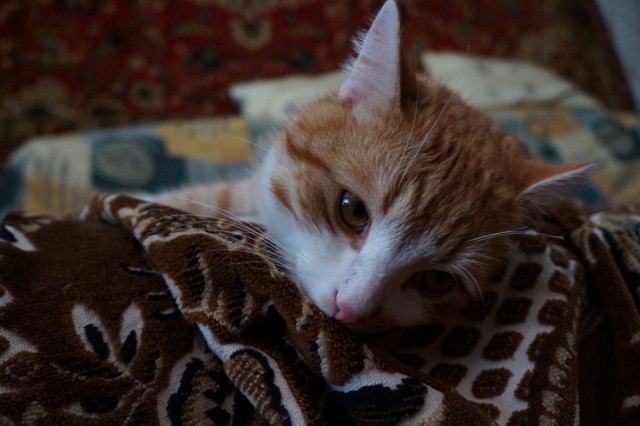 Котовторник 25.02.2014