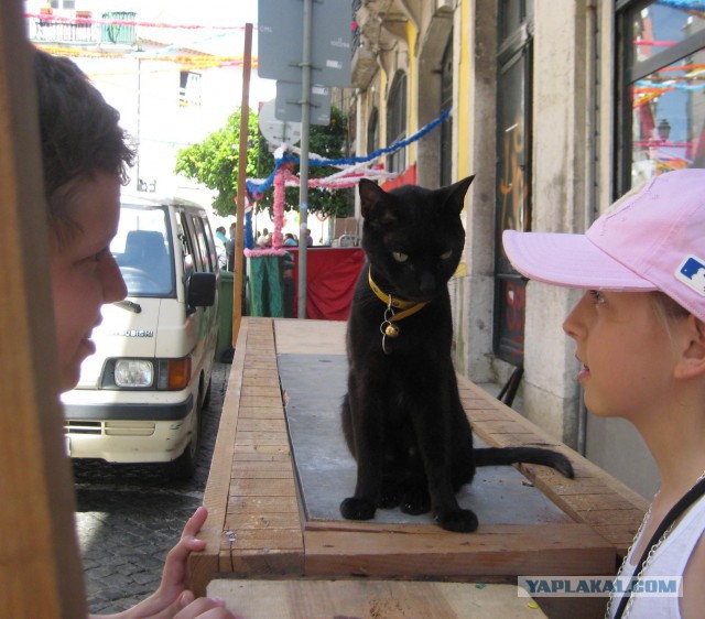 Из жизни португальского кота… (нетрезвые заметки)