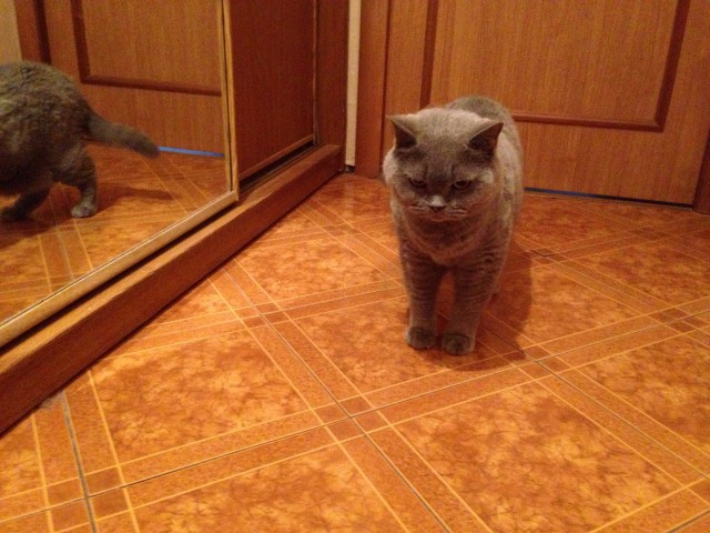 Котовторник 18.03.2014