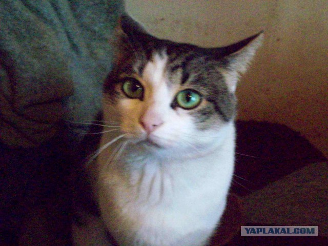 Котовторник  25.03.2014
