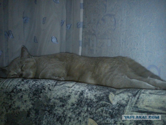 Котовторник 01.04.2014