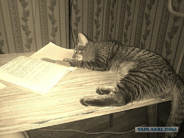Котовторник 05.03.13