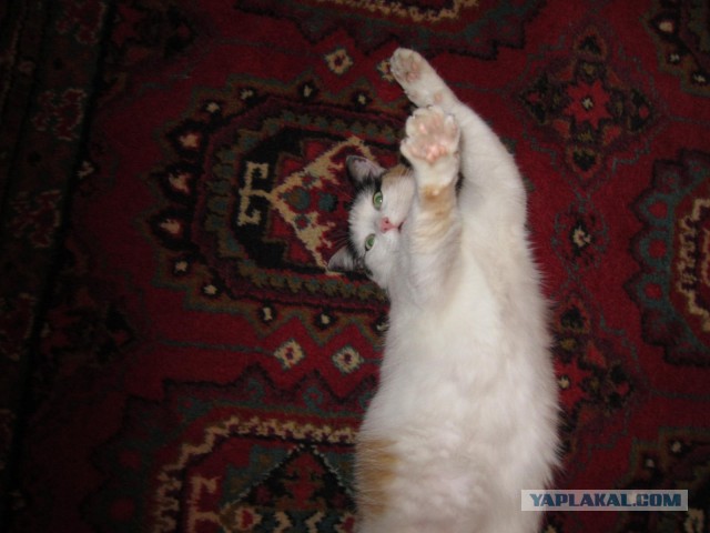 С Котовторником!