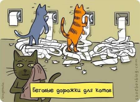 Беговые дорожки для котов