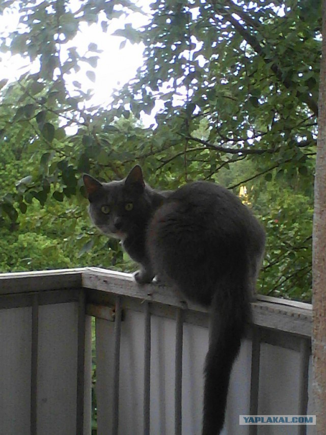 Котовторник 26.08.14.