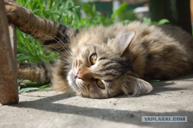 Котовторник 26.08.14.