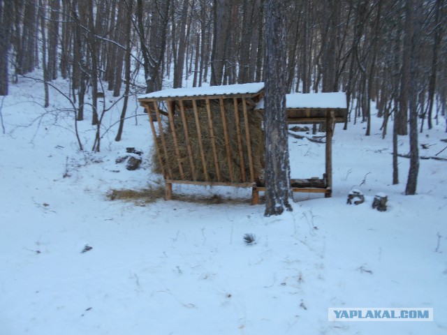 И в Крыму бывает снег