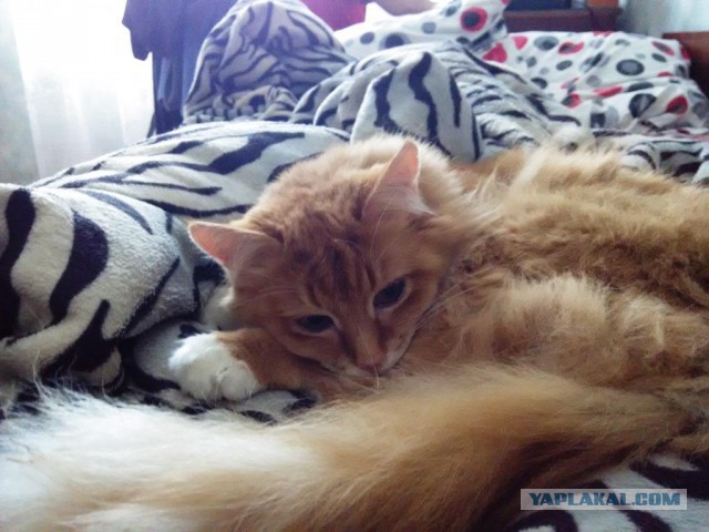 Котовторник 06.01.2015
