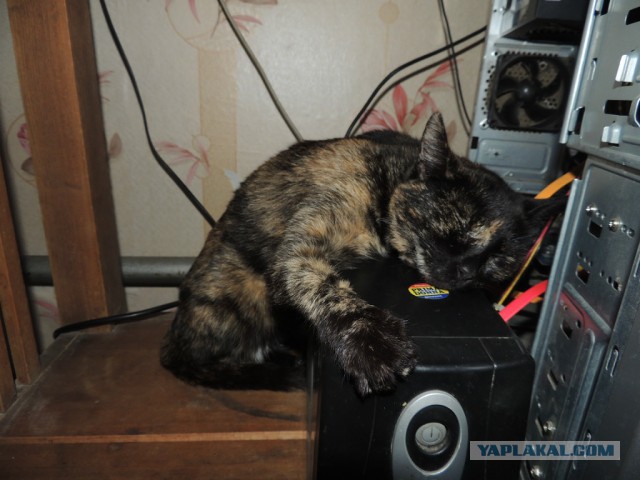 Котовторник