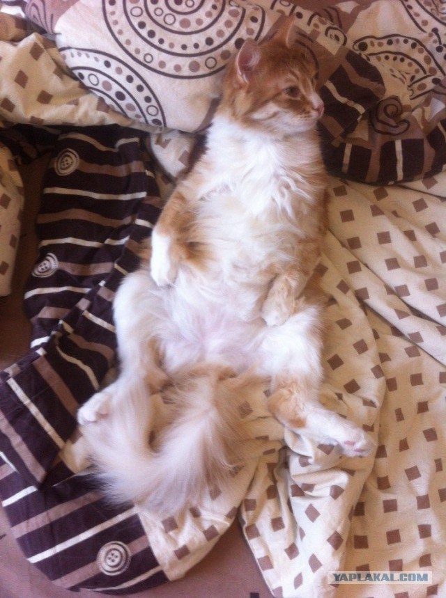 Котовторник 24.03.2015