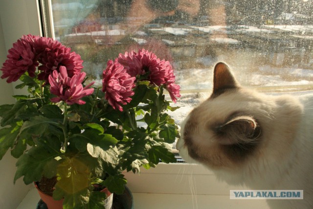 Котовторник 07 04 2015