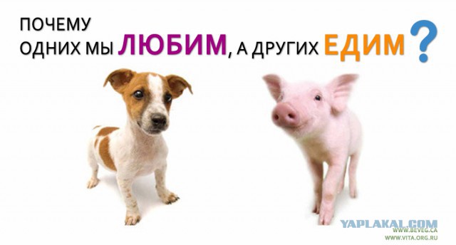 Колыбельная для слепой хрюшки
